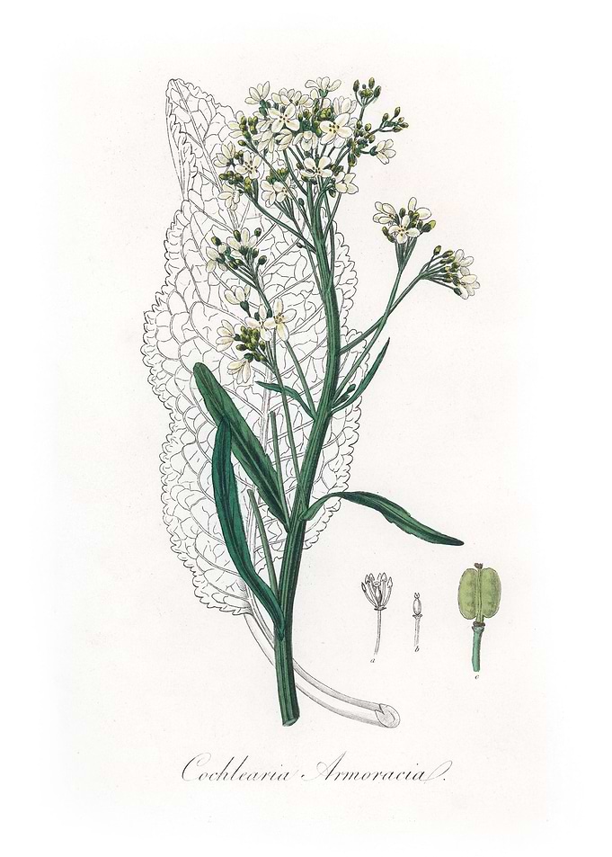 Horseradish Cochlearia