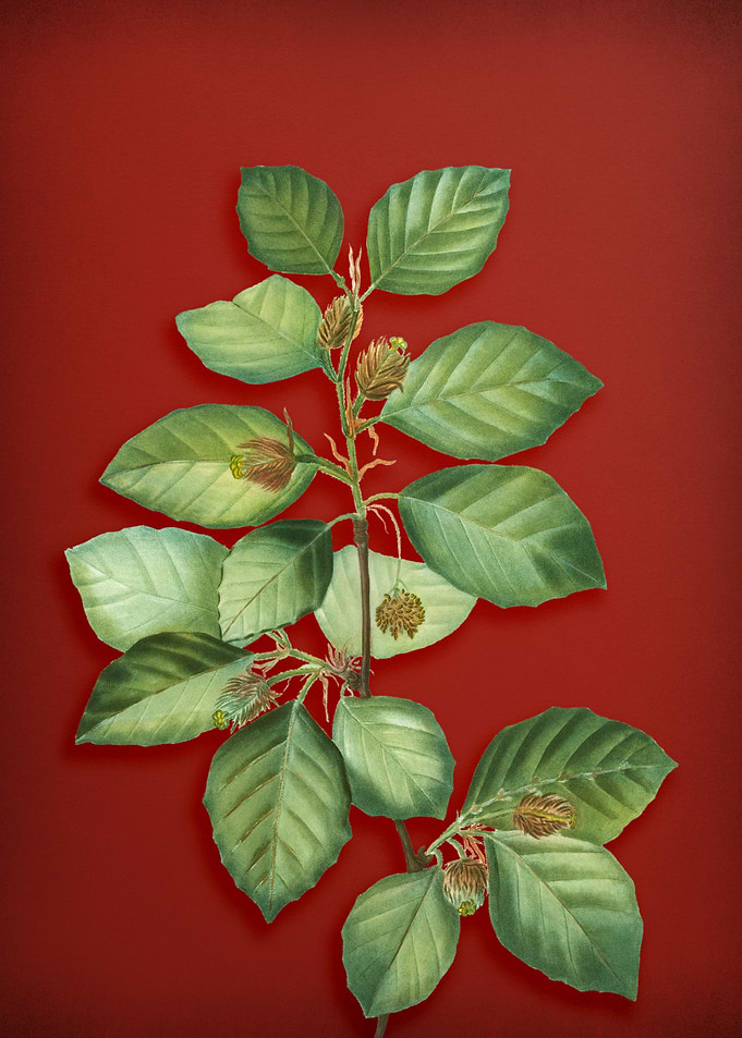 Vintage Botanical on Red