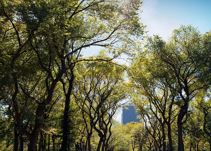 Trees Usa Manhattan Landma