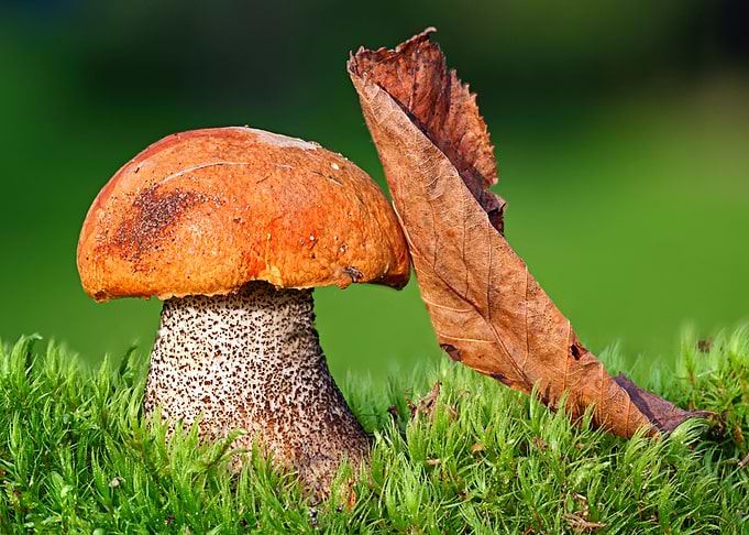 Nature