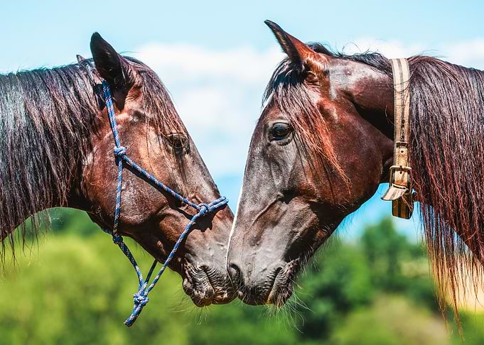 Two trotter horses