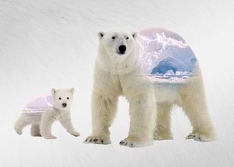 Polar Bears with Habitat