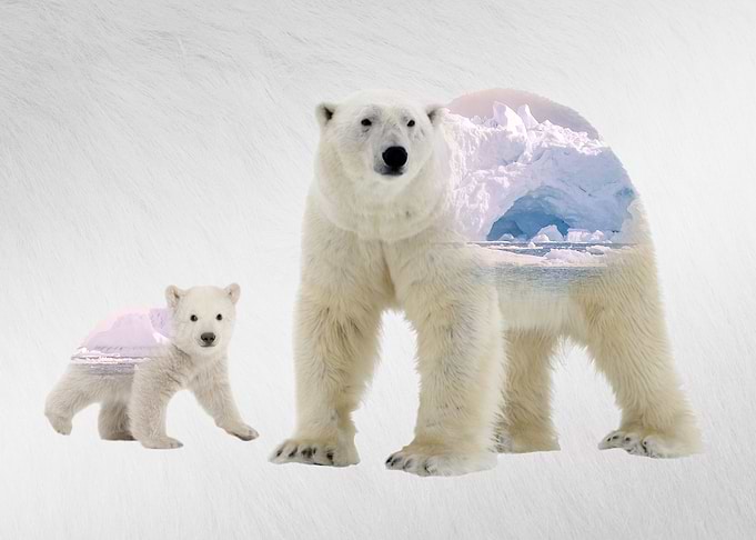 Polar Bears with Habitat