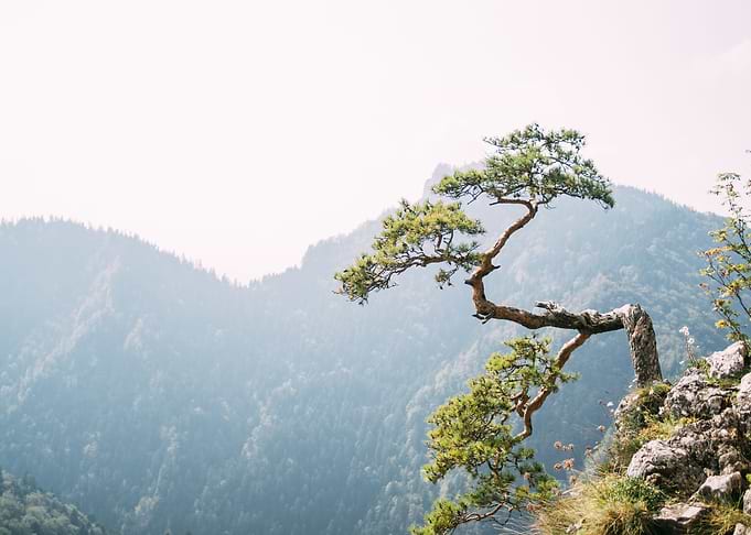 Sokolica Pine Tree