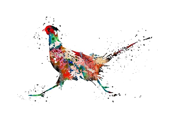 Pheasant