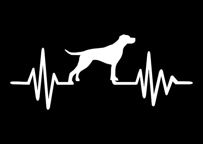 English Pointer