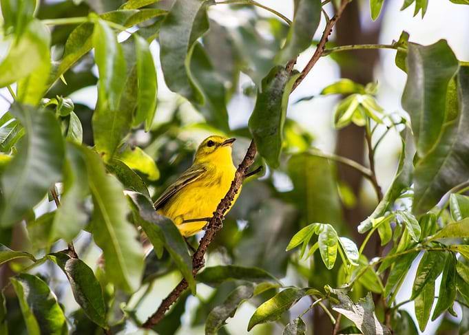 Yellow Warbler Bird
