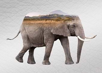 Elephant Savannah