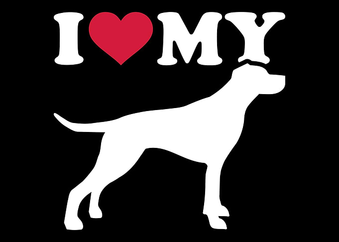 English Pointer
