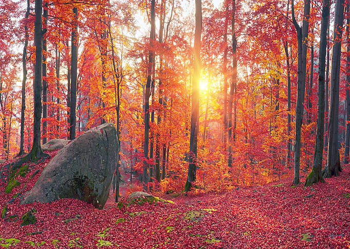Nature