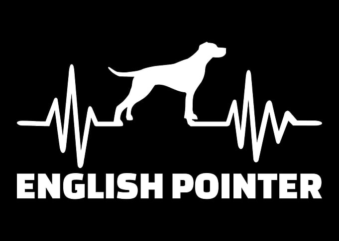 English Pointer