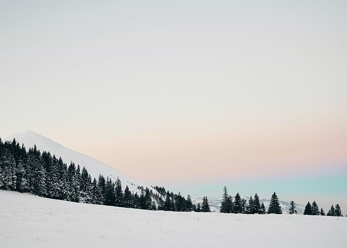 Snowy Trees