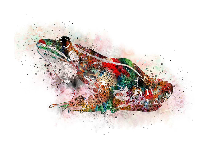 Frog