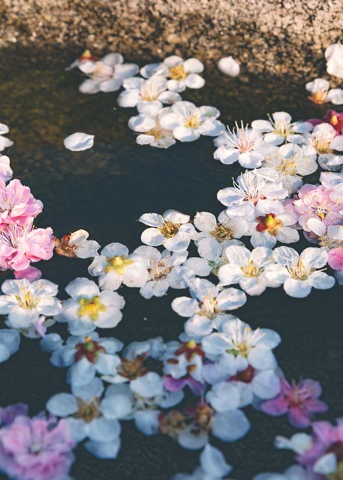 Cherry Blossom Petals