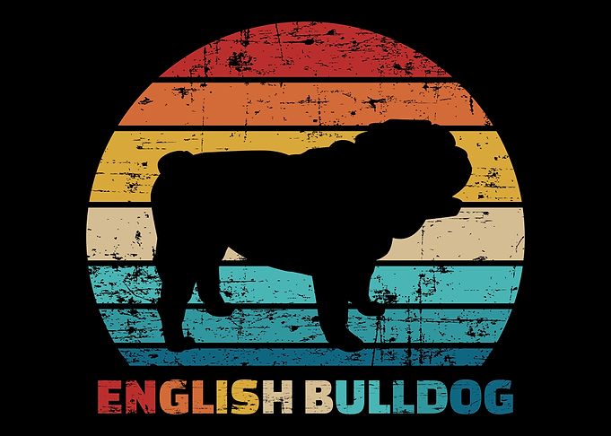 English Bulldog