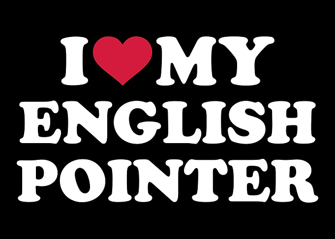 English Pointer