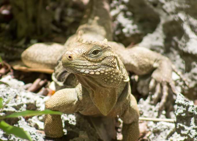 Cayman Brac Iguana