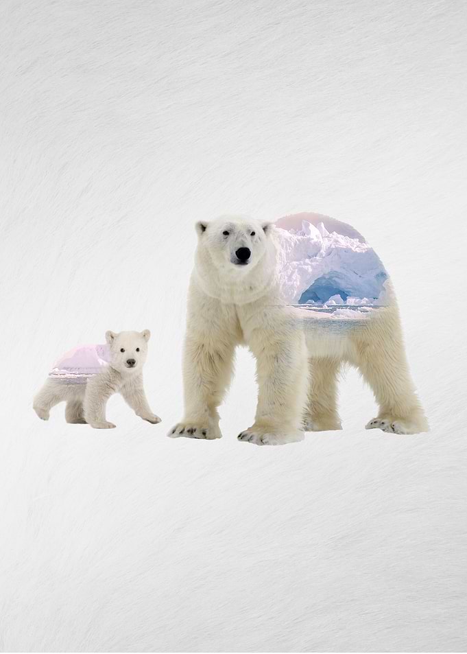 Polar Bears with Habitat