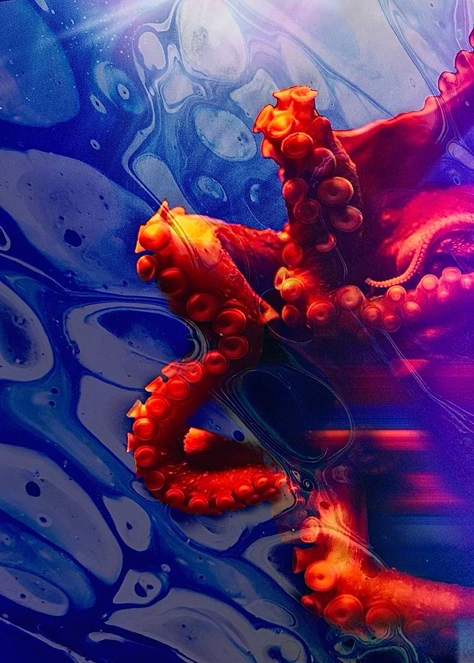Orange Octopus