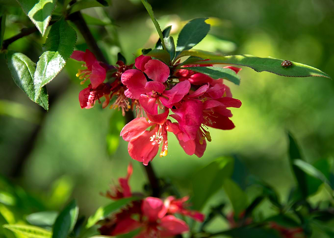 Pink flowers