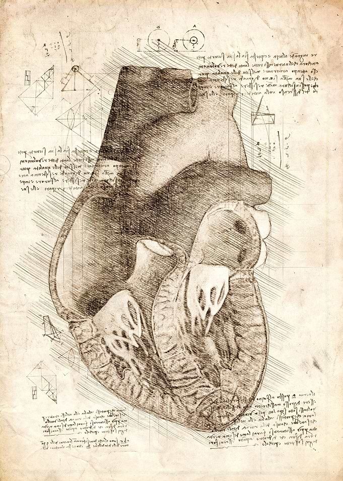 Human Heart Inside View