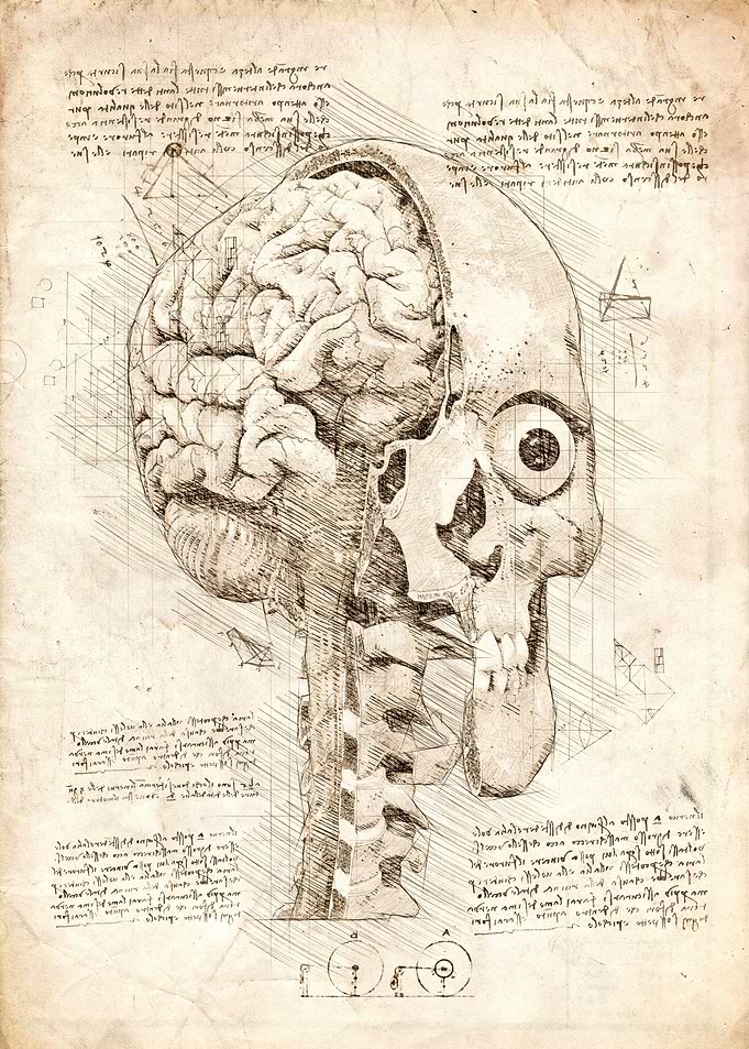 Human Skull Inside View