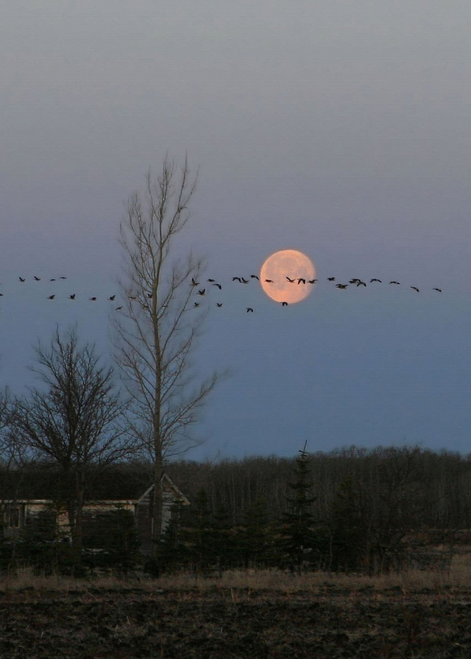 Moon