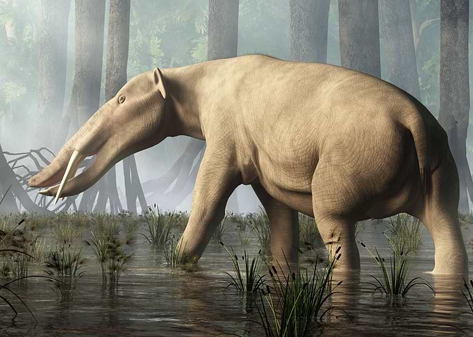 Ambelodon