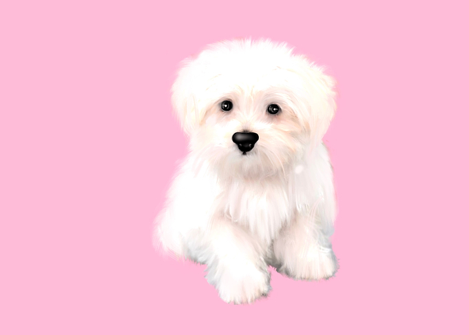 Cute bolonka puppy