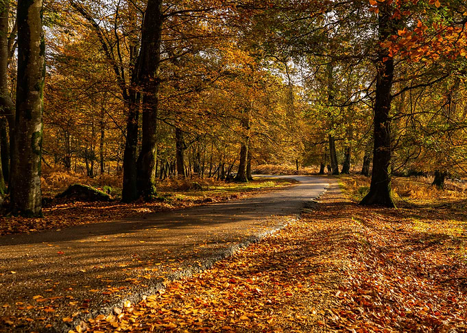 The autumn road