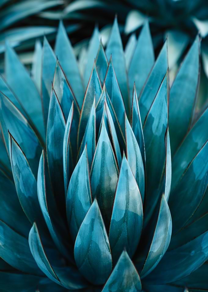 Blue cactus