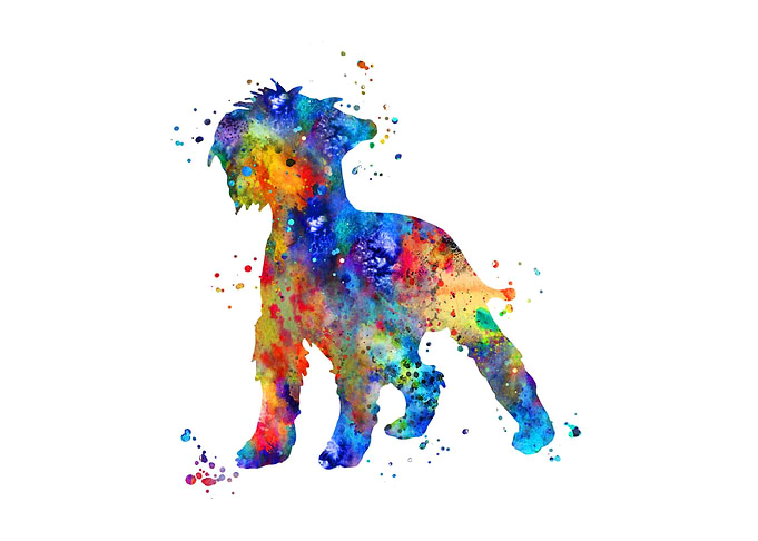 Miniature schnauzer