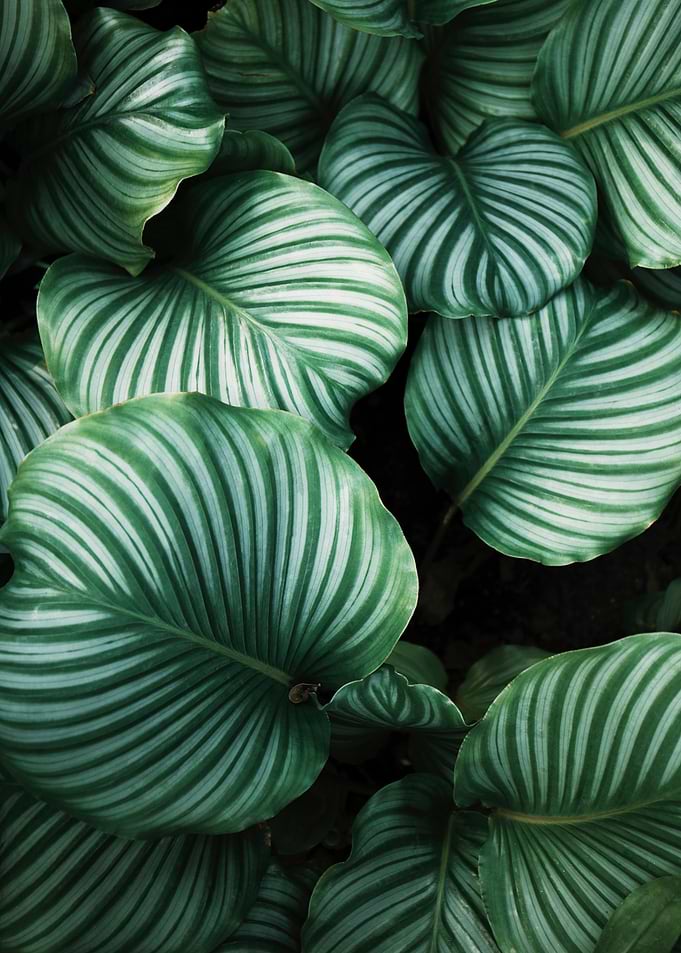 Palm Leaves