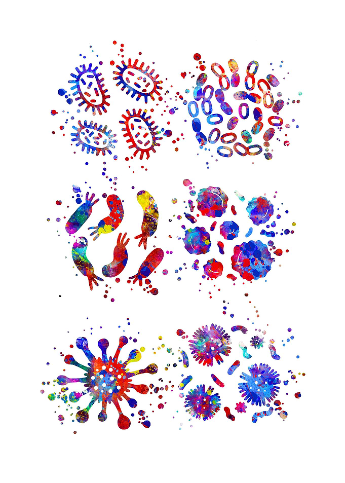 Bacteria