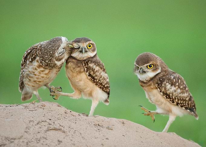 Birds