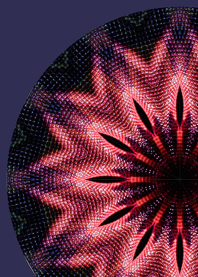 Snake Mandala III