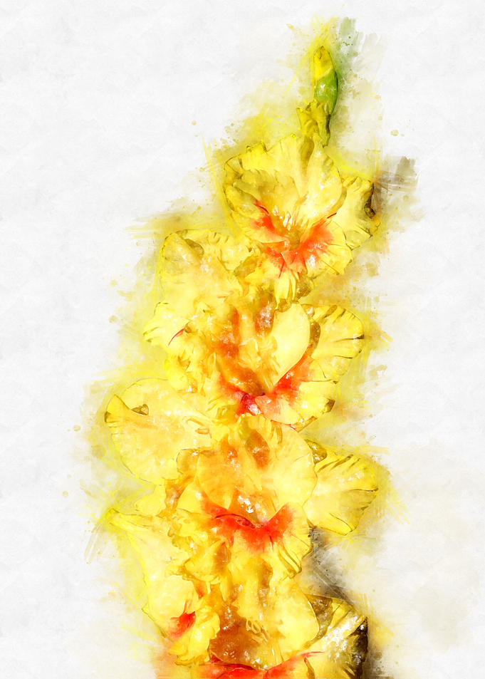 yellow gladiolus watercolo