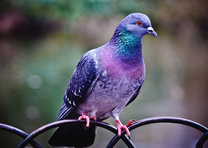 Birds