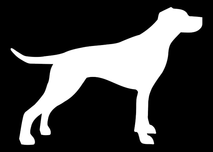 English Pointer