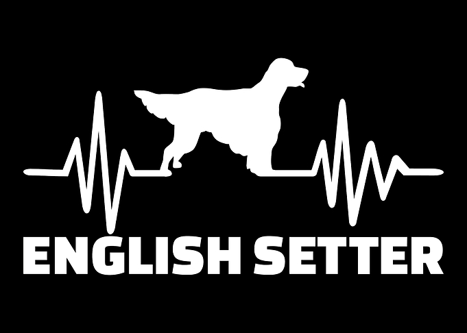 English Setter