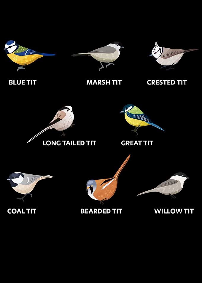 A collection of tit birds