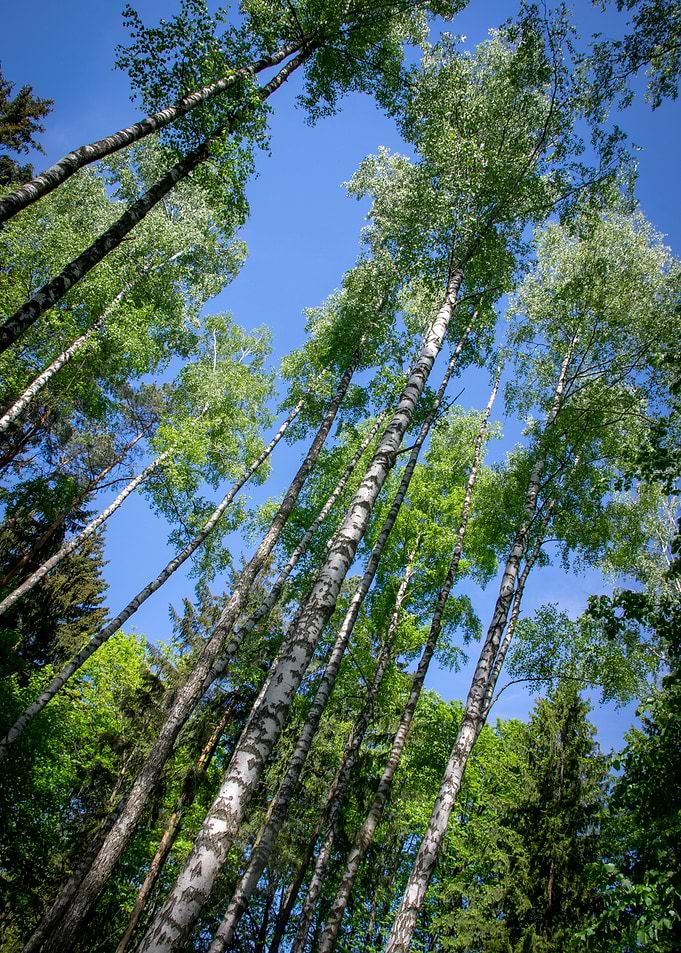 Birch forest