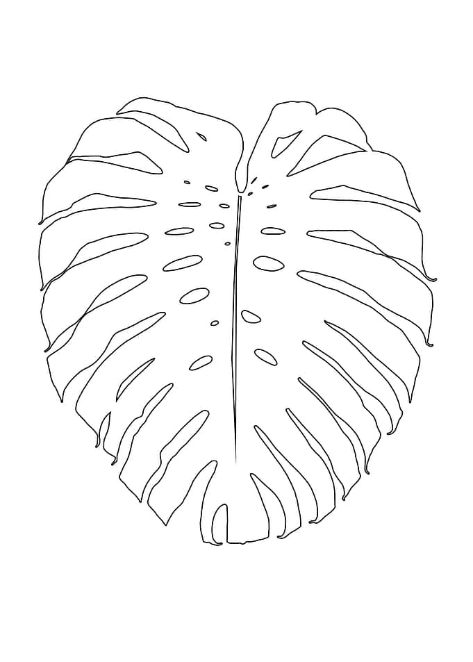 Monstera Finesse Line Art