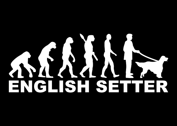 English Setter