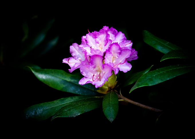 Pink flowers