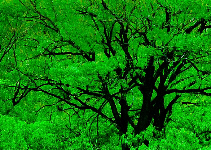 Big Trees Landscape