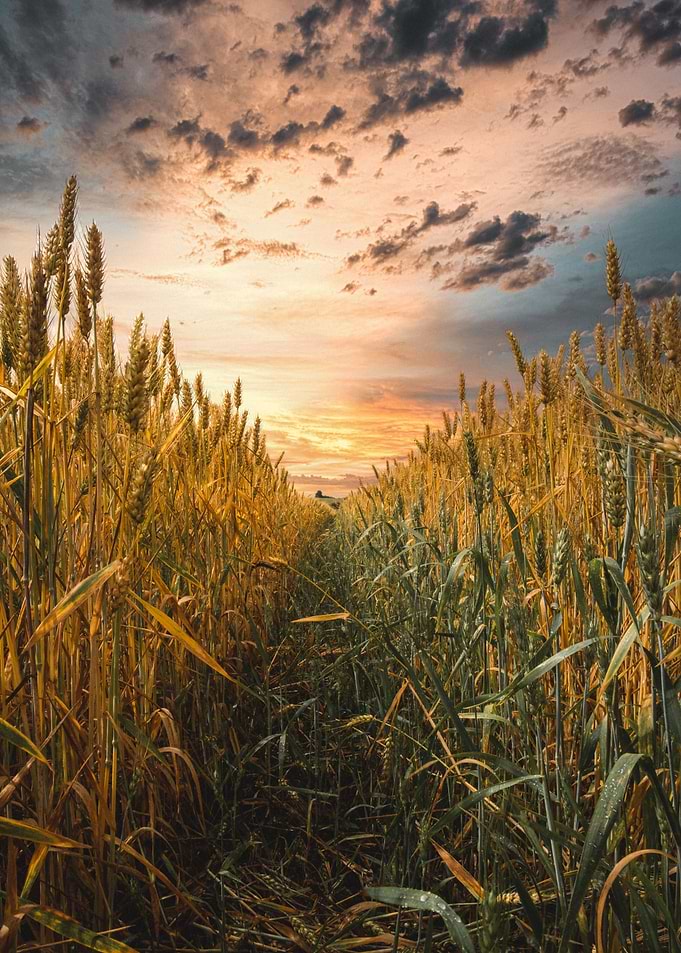 Picture of cornfield by rb