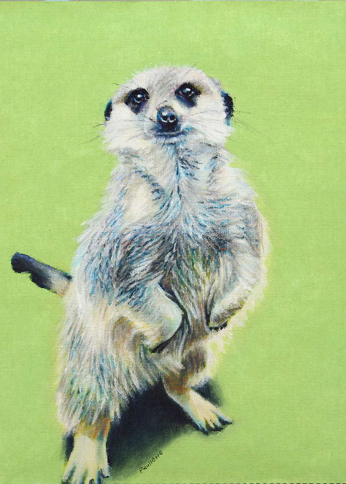 meercat