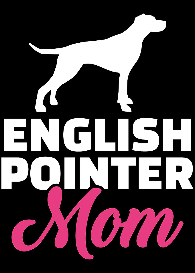 English Pointer