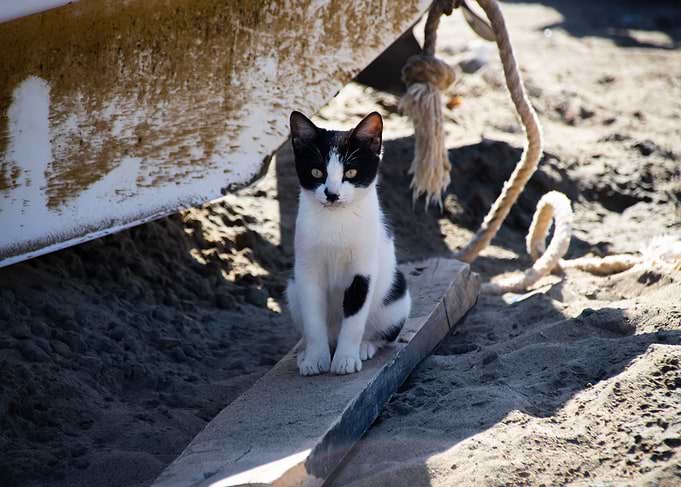 Oriental Cat